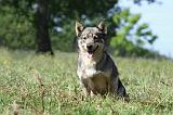 VASGOTASPETS 003